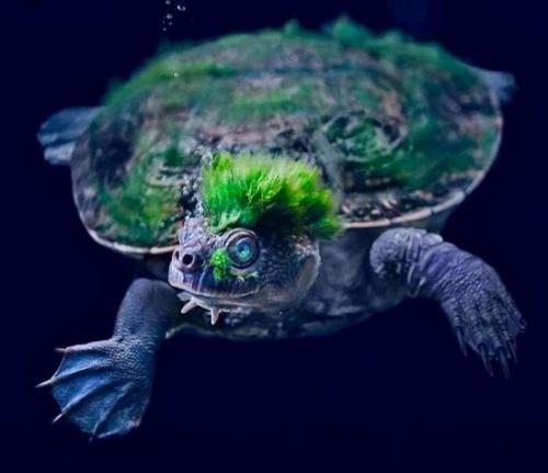 Turtle -- Punked 'Algae' Head