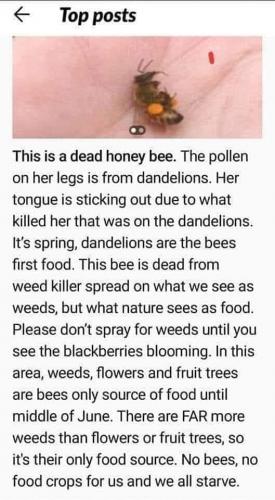 Bees