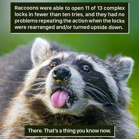 Raccoons