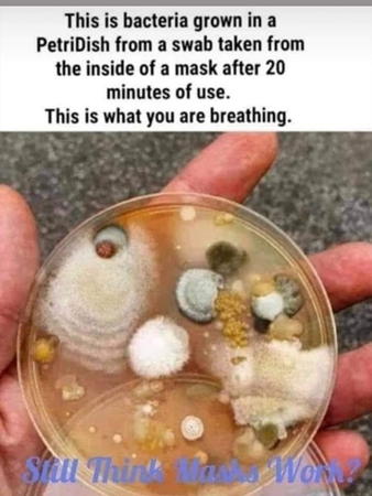 Bacteria