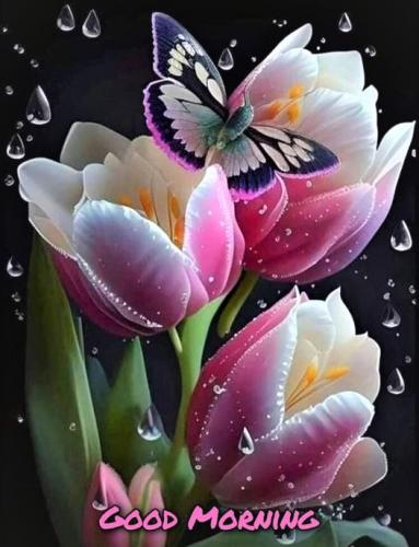 061323 - GM Tulips
