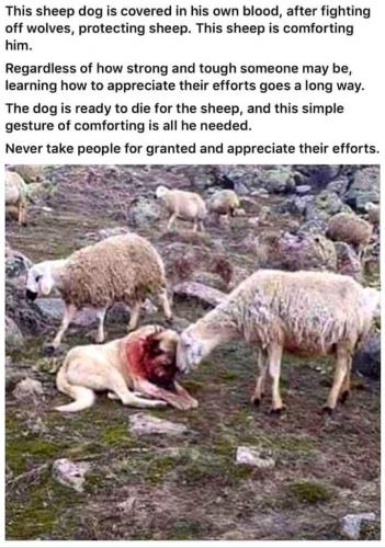 Sheepdog - Covered n blood