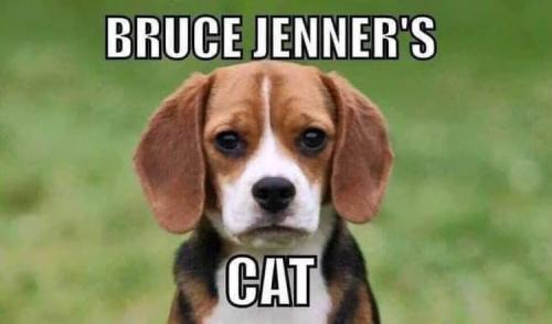 cat1