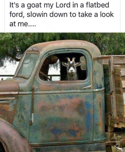 Goat - In a flatbed Ford