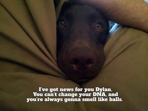dog sniffing balls