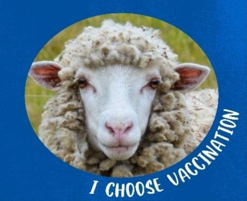 I choose vaccination sheep