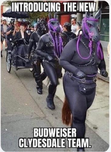 Bud light clydsdales