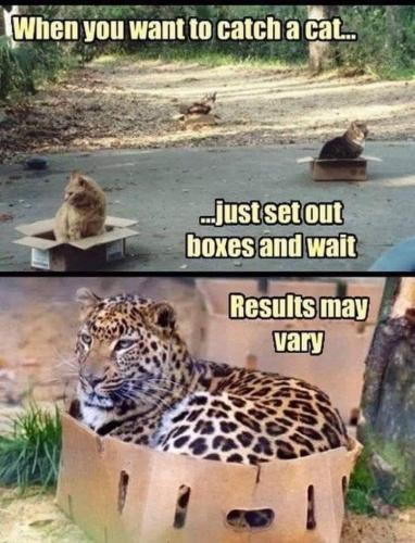 Cat - To catch just set out a box and wait