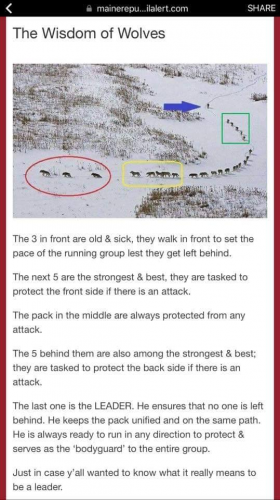 RO Wisdom of Wolves