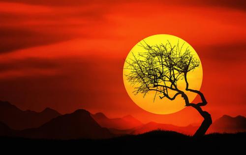 Big Sunset Behind Tree