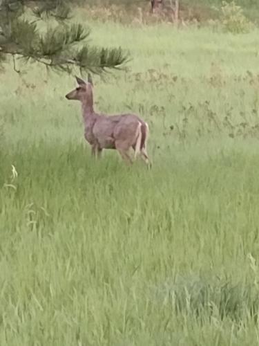 IMG_20230605_051100268