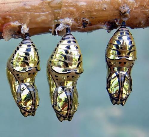 ButterFly -- The Chrysalis Of The Metallic Mechanitis Butterfly From Costa Rica
