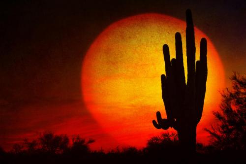 Big Saguaro Sunset