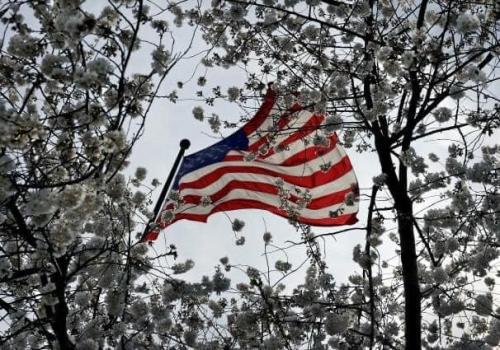 Flag - Through white blossoms