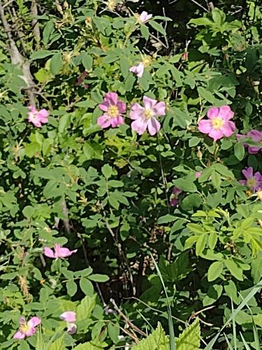 IMG_20230604_105450767