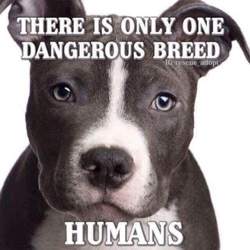 HUMANS   GAB