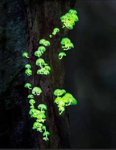 Forest Light Mushrooms -  100 Fungi Species Stunning Bioluminescent (Asia)