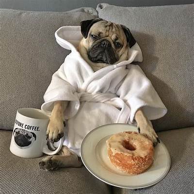 Pug Weekend