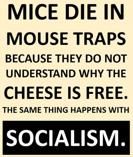B Mice die