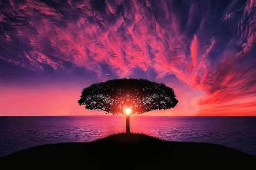 Tree in Sunset