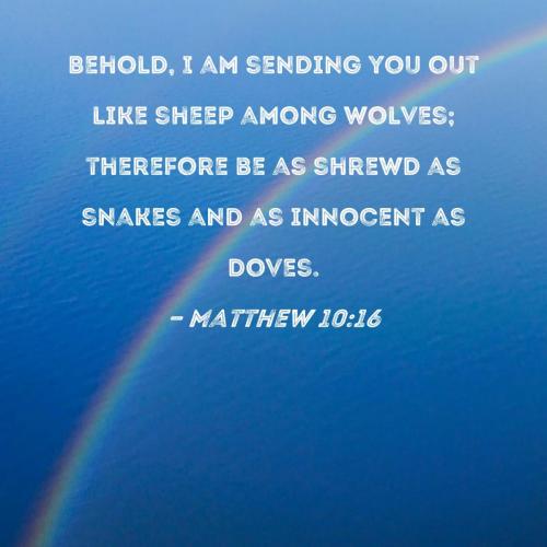 SHEEP WOLVES