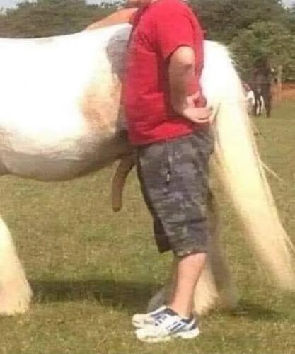 horse1