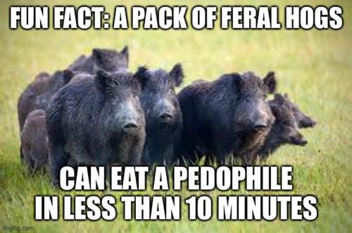 RO feral hogs