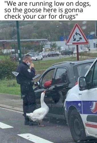Dog, Goose, Cop, Drugs Sniffer