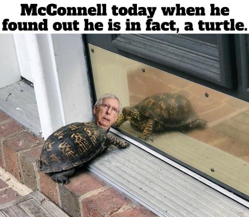 Mcconnell today when he found out he Is in fact, a turtle.960px