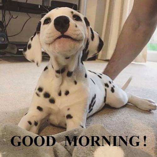 Dalmation