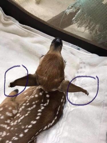 How to help a distressed fawn