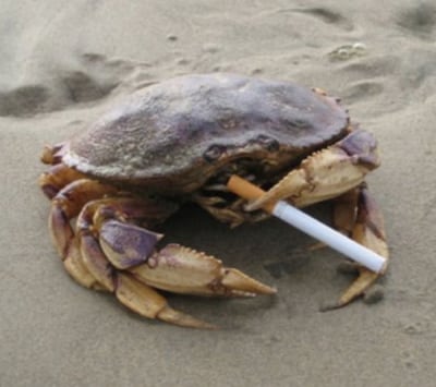 crab