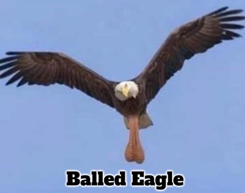 Balled Eagle