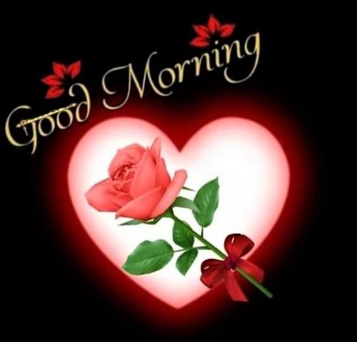 073123 - GM Red Rose