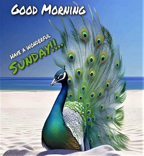 071623 - Peacock on beach