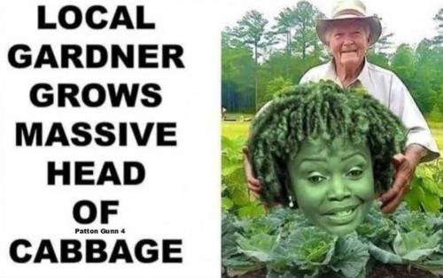 USA head of cabbage