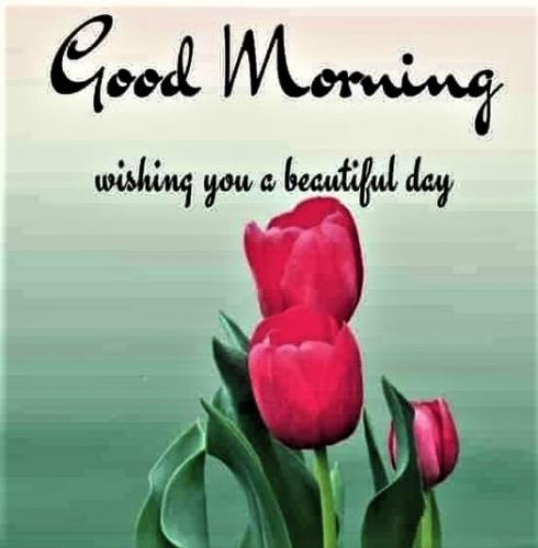 072723 - GM pink tulip