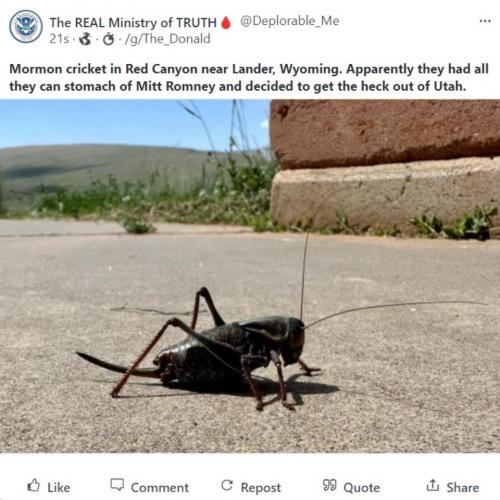 Mormon Cricket in Red Canyon Gab960px