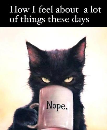 Good Old Days, Cat -- My Perspective Feel