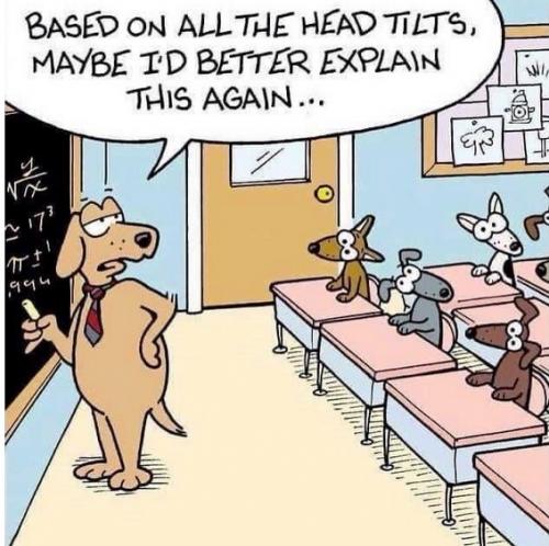 doggo-maths