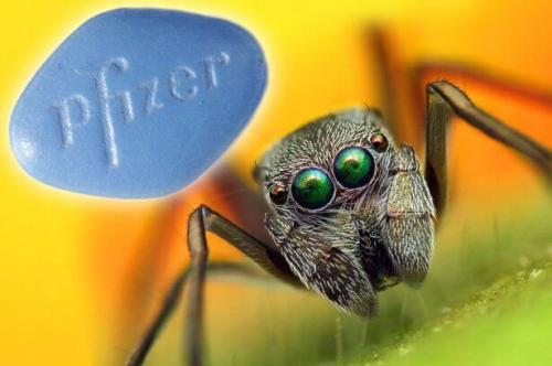 Pfizer-Spider