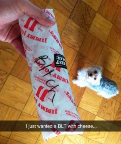 BLT with cheese