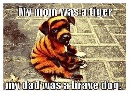 cute-funny-dog-meme