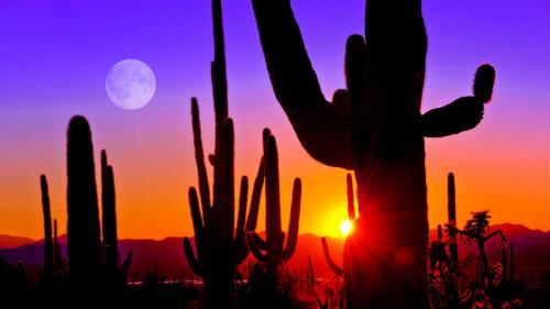Sunset at Saguaro National Park near Tucson, Arizona, USA (2021_04_05 15_21_35 UTC)