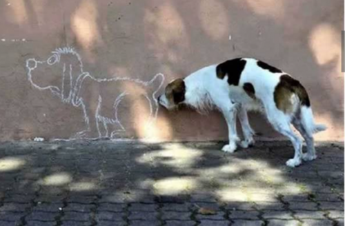 dog