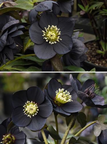 Flower -- The Stunning Helleborus Black Beauty