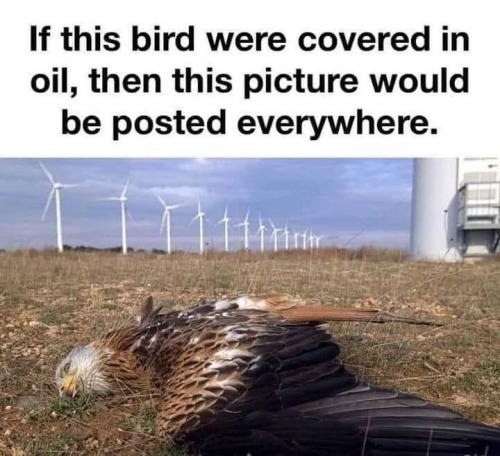 WMEagle