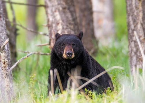 bear