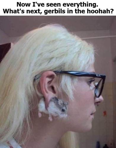 Gerbils next