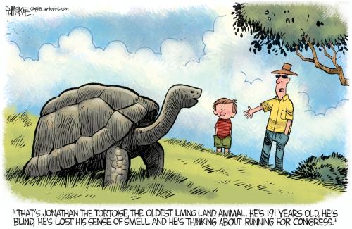 tortoise